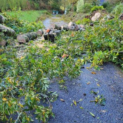 Route bloquée par des branches et des troncs d'arbres sur un chemin rural.