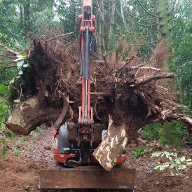 Engin de chantier soulevant une souche d'arbre avec des racines exposées.